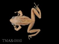 Brauer's tree frog Collection Image, Figure 6, Total 13 Figures